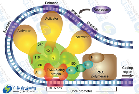 1 轉錄調控位點(diǎn)預測.png