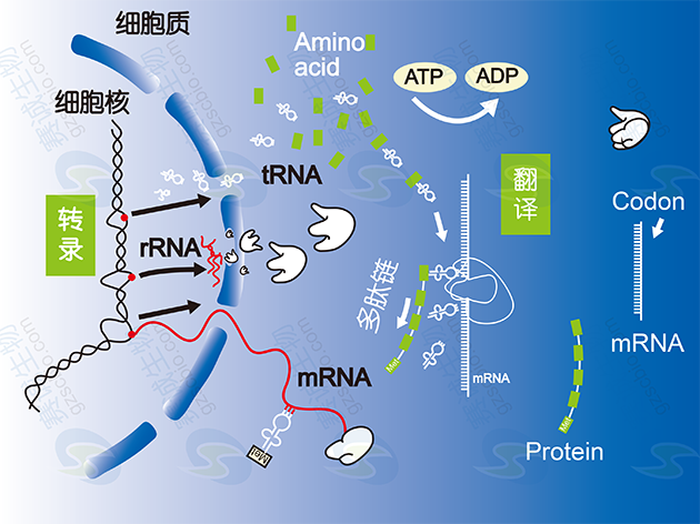真核生物基因表達調控過(guò)程 真核生物基因表達調控過(guò)程