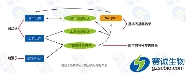 啟動(dòng)子與轉錄因子的分類(lèi)及相互關(guān)系