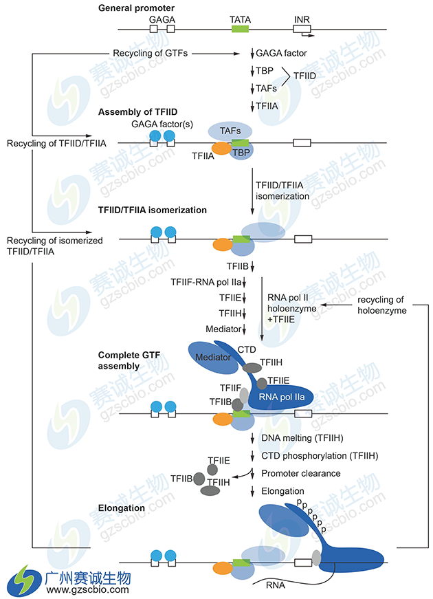 哺乳動(dòng)物轉錄起始GTFs的裝配