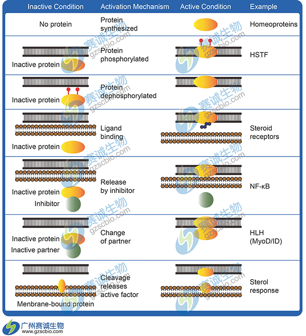 哺乳動(dòng)物轉錄調控激活方式