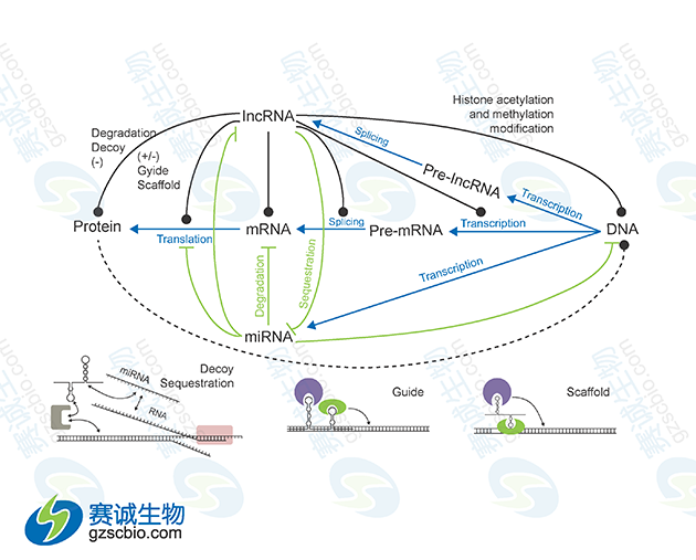 miRNA與lncRNA在基因表達調控中的相互關(guān)系 miRNA與lncRNA在基因表達調控中的相互關(guān)系