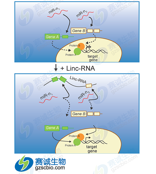 miRNA調控lncRNA miRNA調控lncRNA