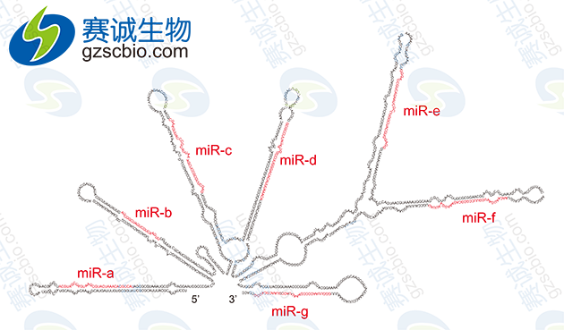 miRNA前體結構 miRNA前體結構