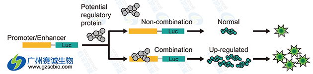 Luciferase研究增強子原理示意