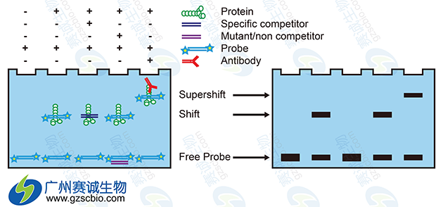 EMSA實(shí)驗原理