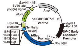 Luciferase常用載體-psiCHECK-2