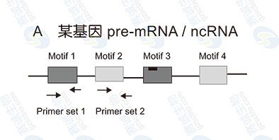 RIP model figure A RIP model figure A