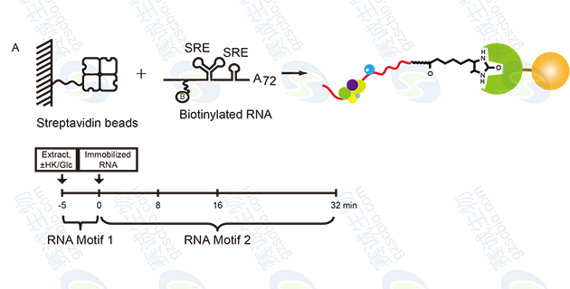 RNA Pull-down model figure S.A