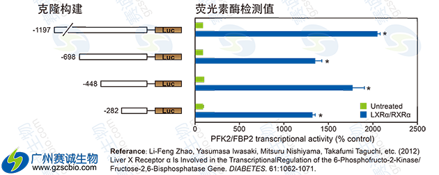 Luciferase片段缺失實(shí)驗