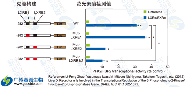 Luciferase定點(diǎn)突變實(shí)驗
