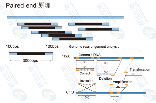 Paired-end原理 Paired-end原理