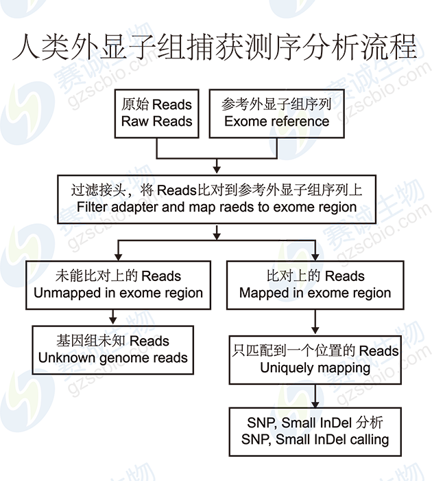 人類(lèi)外顯子組捕獲測序分析流程 人類(lèi)外顯子組捕獲測序分析流程