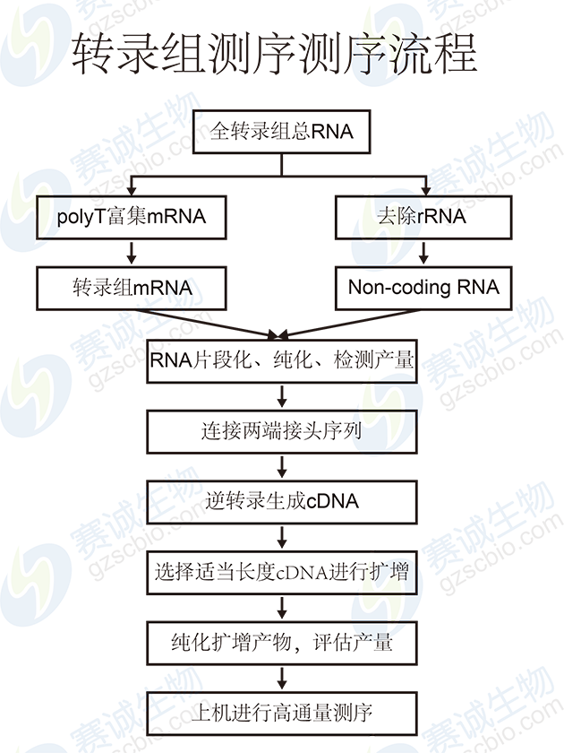 轉錄組測序流程 轉錄組測序流程