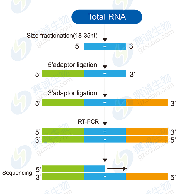 小RNA測序流程圖 小RNA測序流程圖