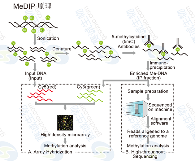 MeDIP 原理 MeDIP 原理