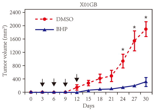 圖片分析腫瘤球大小