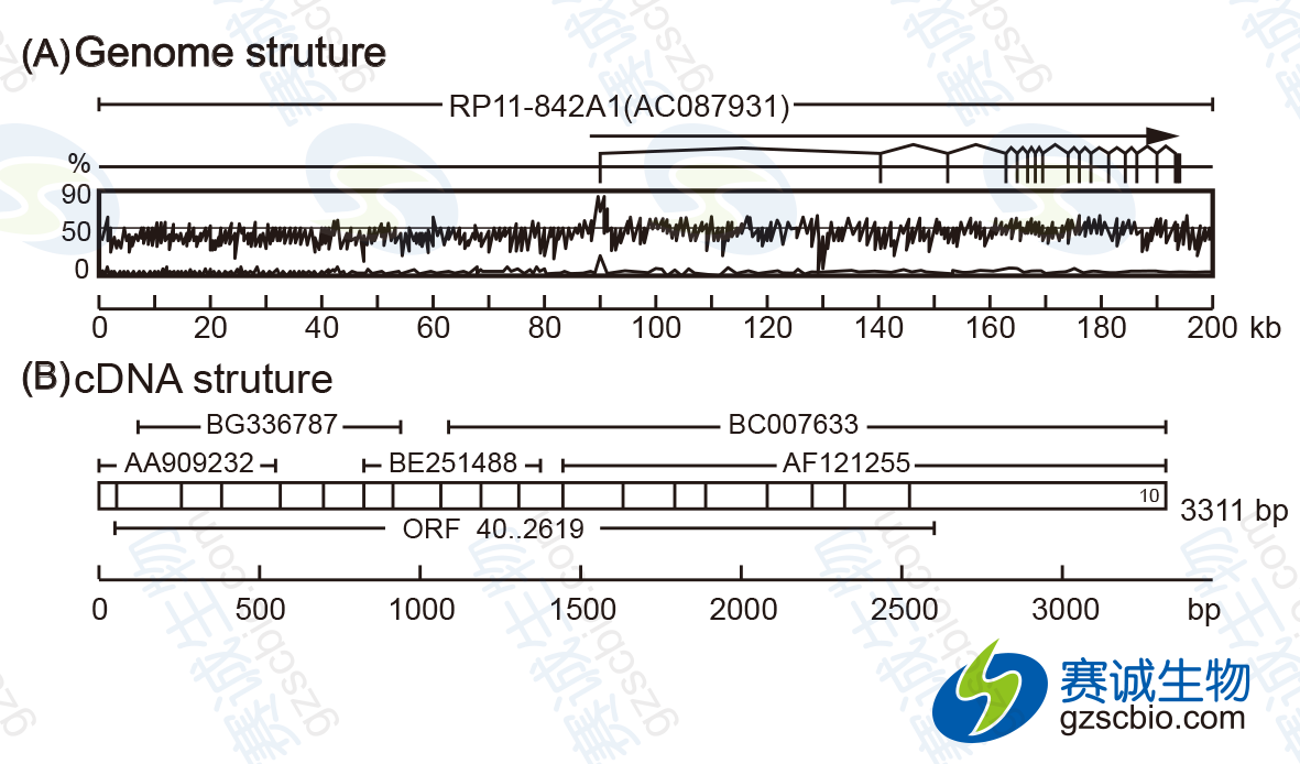 3.2 F1 人源AGO2基因染色體及cDNA結構圖.png