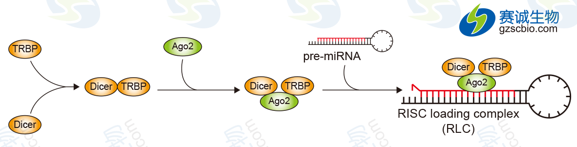 Dicer、TRBP與AGO2的連接.png