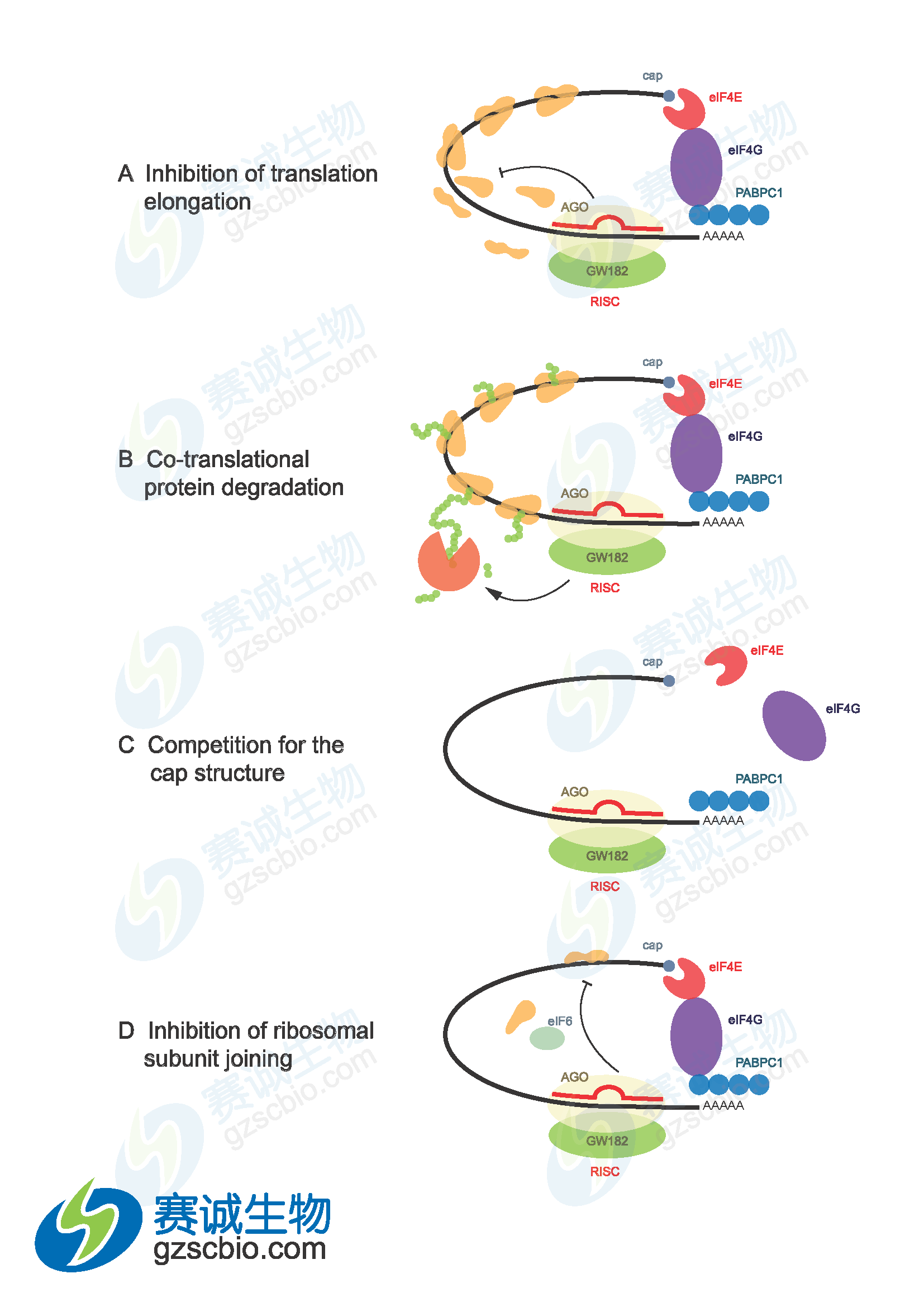 miRNA介導基因沉默機制.png miRNA介導基因沉默機制.png