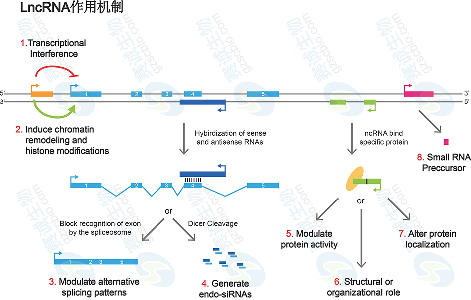LncRNA作用機制.png