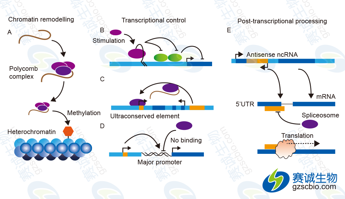 LncRNA在3個(gè)層面上實(shí)現對基因表達的調控.png
