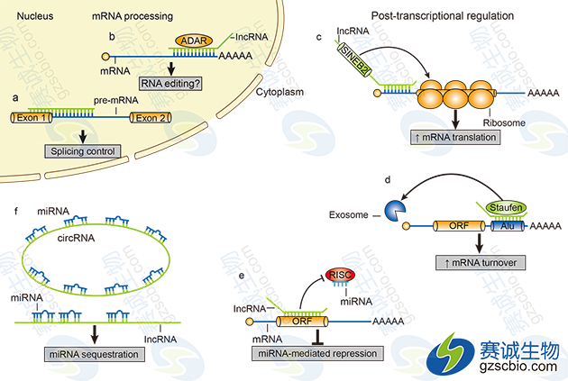lncRNAs轉錄后調控作用機制.png
