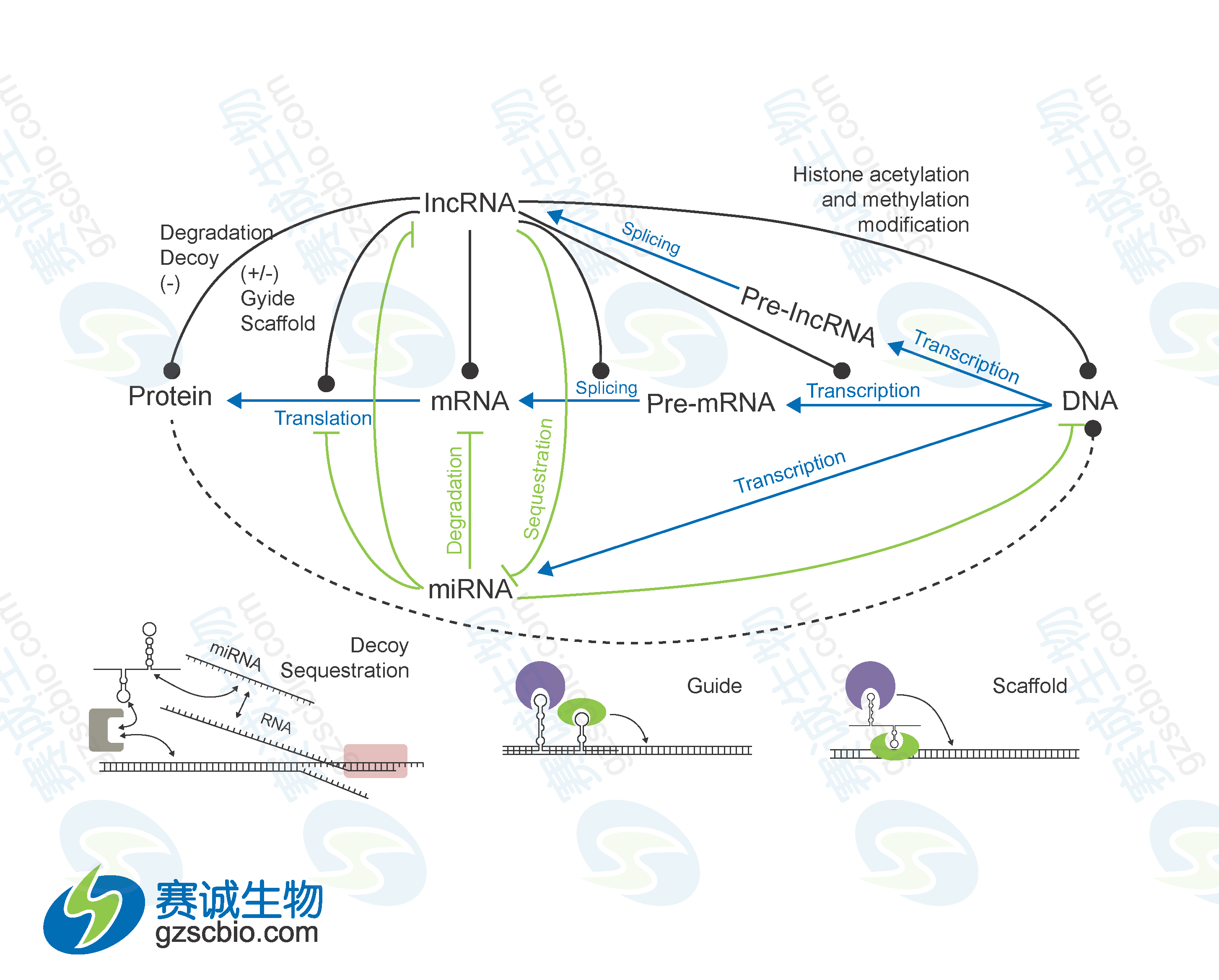 miRNA與lncRNA在基因表達調控中的相互關(guān)系.png