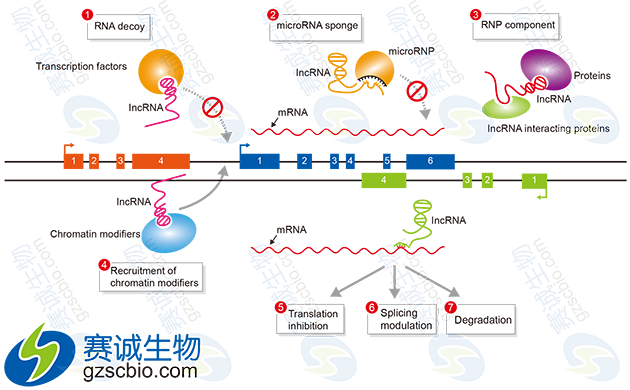 miRNA與lncRNA在基因表達調控中的作用機制.png