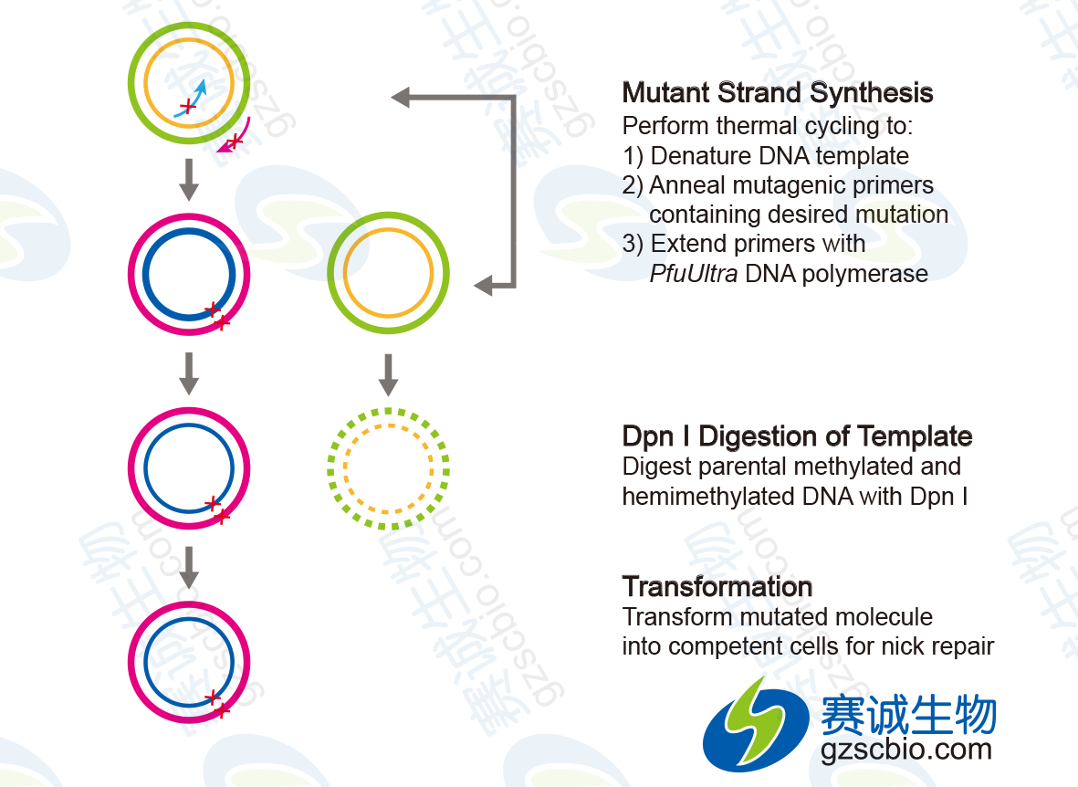 位點(diǎn)定向突變基本實(shí)驗流程.png