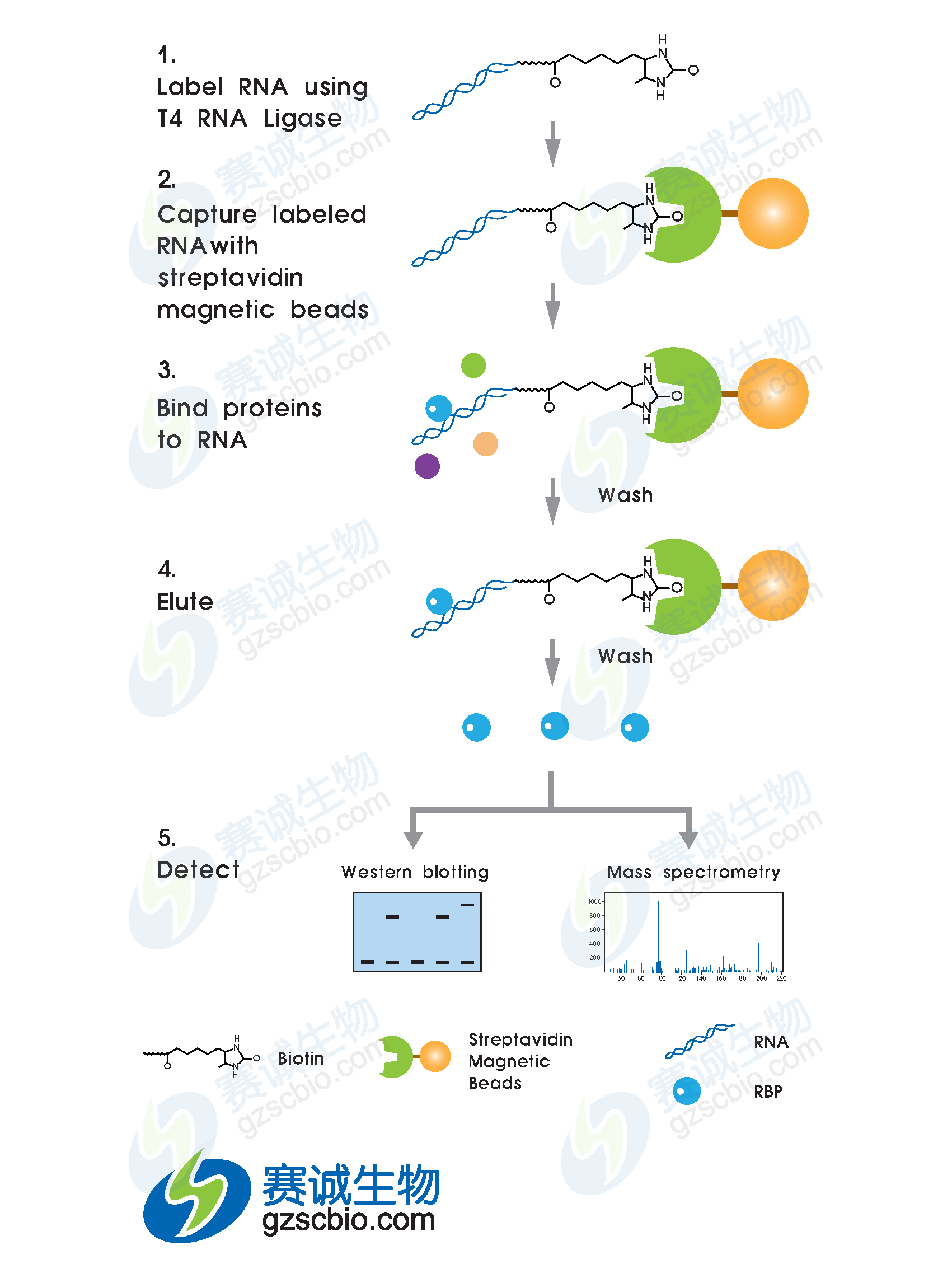 RNA pull-down實(shí)驗流程.png