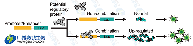Luciferase研究增強子原理.png