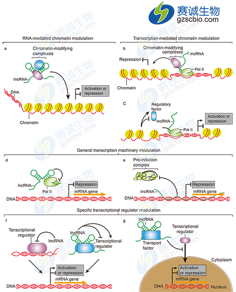 lncRNAs轉錄調控作用機制.png