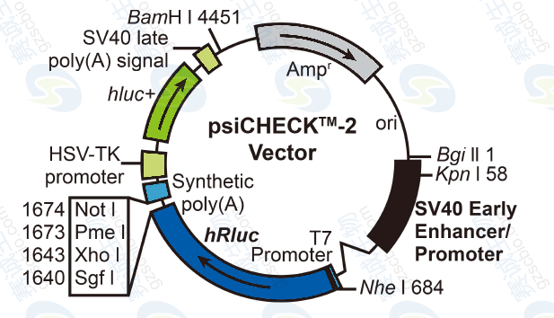6.1 miRNA靶基因Luciferase實(shí)驗常用載體——psiCHECK2.png