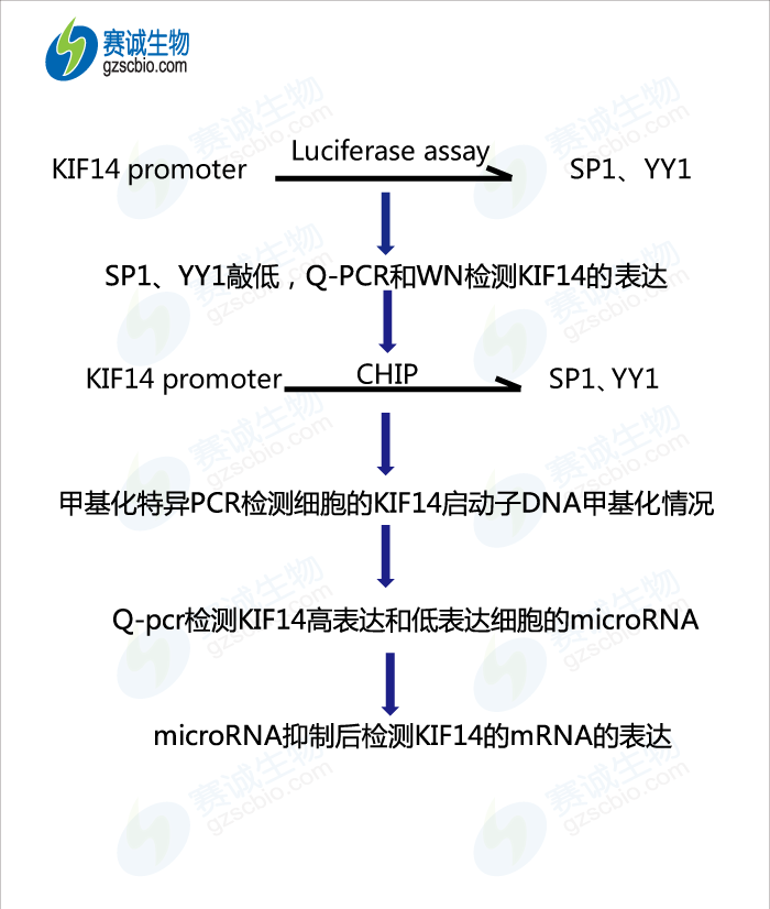 甲基化1 流程圖.png