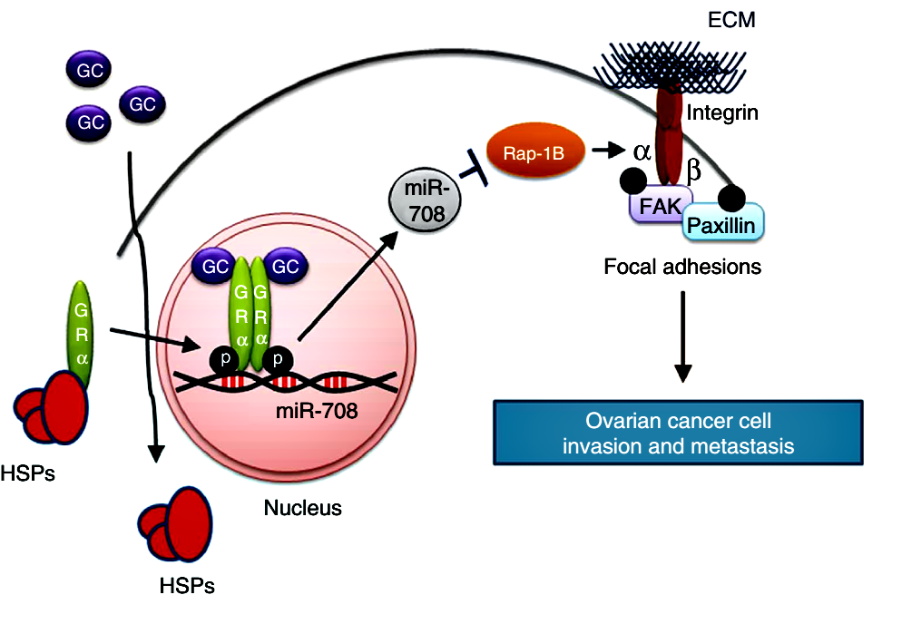 調控通路 副本.png