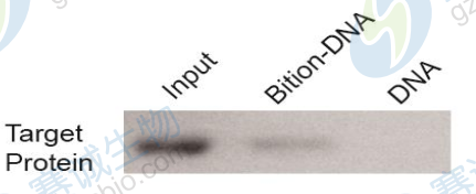 DNA pull-down結果WB.png