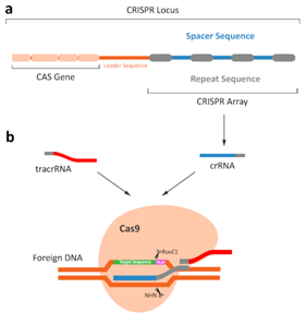 1552439325312082102.png 3.1CRISPR-Cas9系統.png