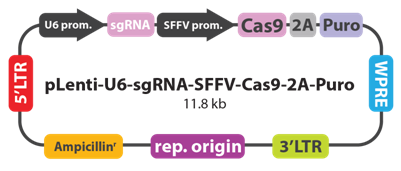 3.1.4CRISPR-Cas9基因敲除系統①.png