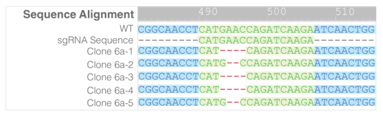 3.1.4CRISRP-Cas9基因敲除系統⑤.png