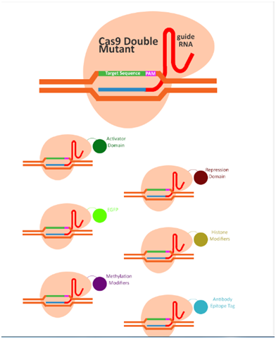 3.2CRISPR-dCas9系統.png