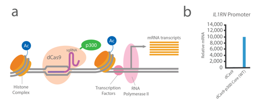 3.2.3dCas9 表觀(guān)遺傳系統①.png
