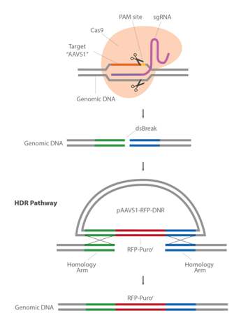 3.1.5CRISPR-Cas9基因敲入系統①.png