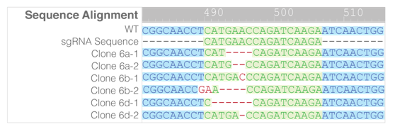 3.1.4CRISPR-Cas9基因敲除系統④.png